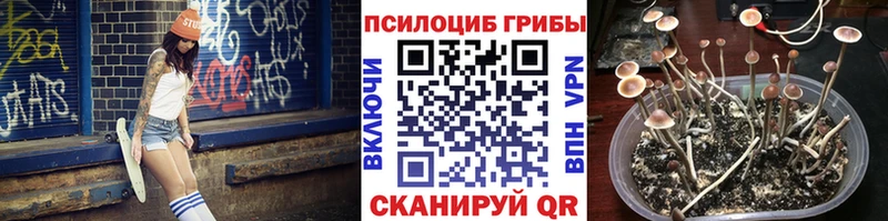 Псилоцибиновые грибы Cubensis  где продают   Полевской 